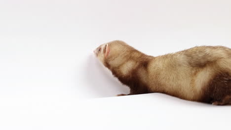 Ferret-explores-edge-of-white-background---isolated-on-white---side-profile