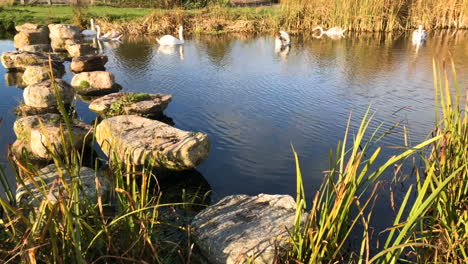 a swan family swims on a lake on a sunny day