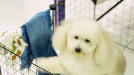 happy toy poodle dog in a playpen indoors