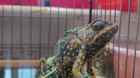 close-up of a chameleon in a cage