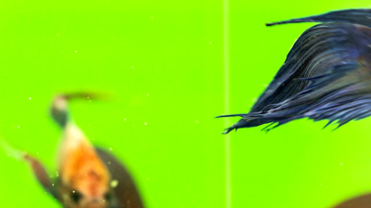 siamese peleando con peces en acción, video macro, disparos en bruto, resolución 4k, 23.976 fps el movimiento es agresivo, rápido y suave, hermosa aleta y cola, azul-verde iridescente claro, clave de croma de color verde.