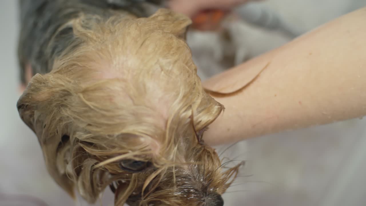 el peluquero bañando al pequeño perrito de york.