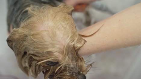 el peluquero bañando al pequeño perrito de york.