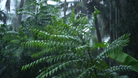 in the rainy season, eastern india receives heavy rainfall during the rainy season