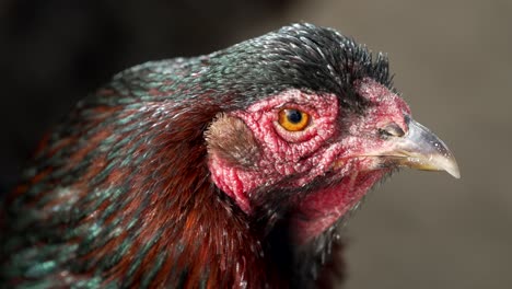 Rooster-An-Adult-Male-Chicken