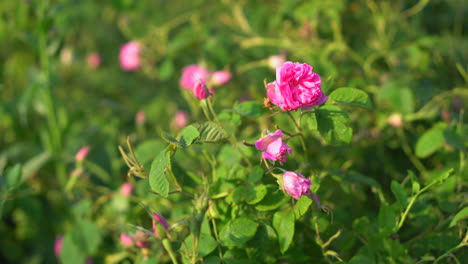 Close-up-of-a-pink-rose-flower-on-a-flowerbed