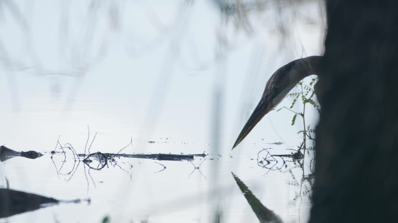 A great blue heron is perched on a branch, its silhouette and reflection in the calm water creating a striking and moody wildlife scene.