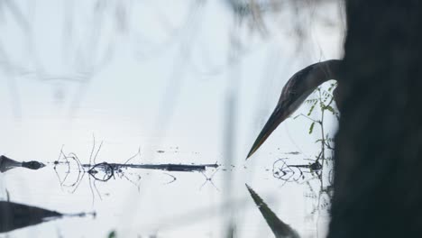 a great blue heron is perched on a branch, its silhouette and reflection in the calm water creating a striking and moody wildlife scene.