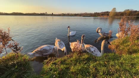 cinematic shot of white swans and cygnets, swimming and feeding on riverbank during beautiful golden sunset