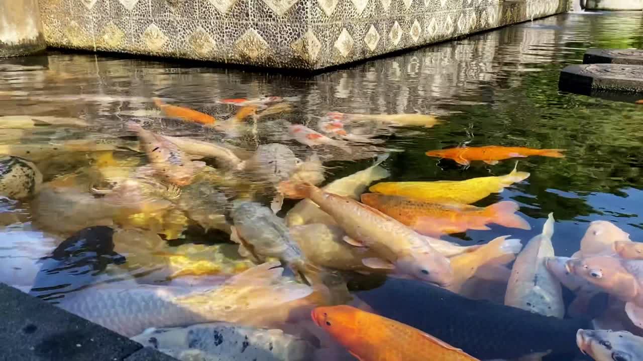 Chinese carp swimming in clear water, peaceful and vibrant setting amidst natural surroundings