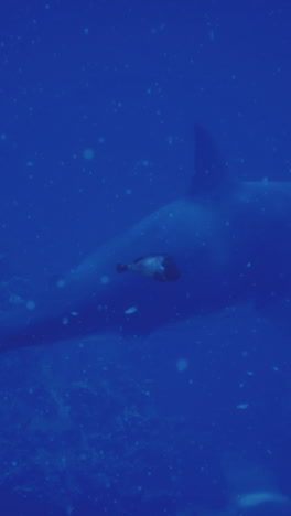 Underwater view of a shark swimming in deep ocean waters near coral reefs