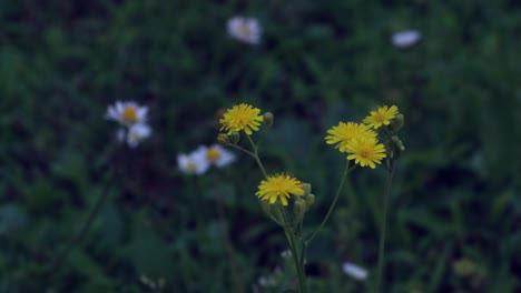 amarillo y verde son los girasoles del lugar cinematográfico