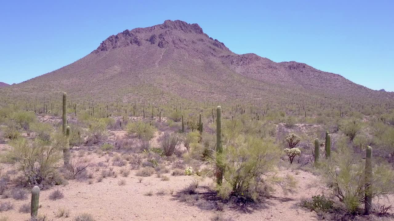toma aérea alrededor de cactus del desierto en el parque nacional saguaro cerca de tucson arizona 1