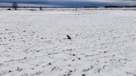 Cinematic-video-with-drone,-fox-sitting-near-the-road-where-cars-pass