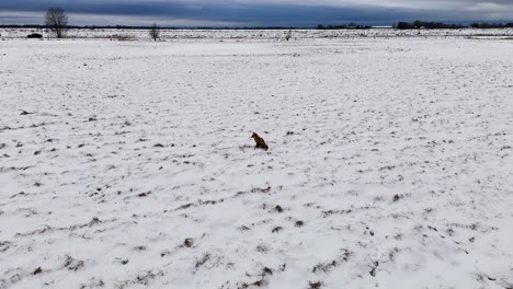 cinematic video with drone, fox sitting near the road where cars pass
