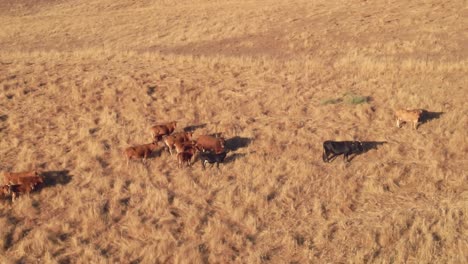 aerial view of cows on a deserted field