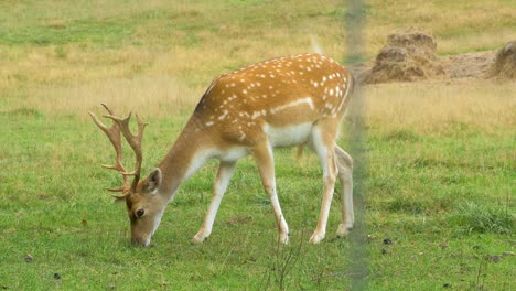 Fallow-deer-buck-with-big-horns-eating-lush-green-grass,-female-deer-passing-by,-sunny-day,-wildlife-concept,-medium-handheld-shot