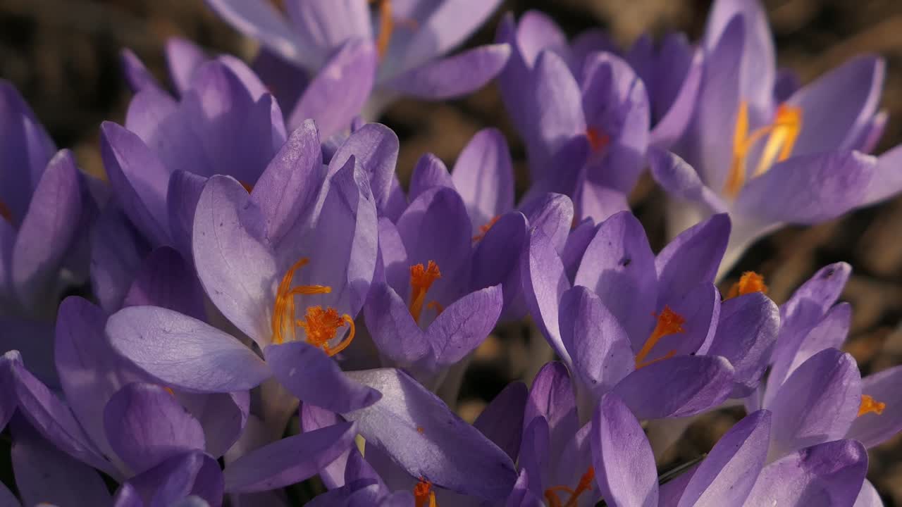 Lilac flower Early crocus blooming in spring close up, spring flower detail