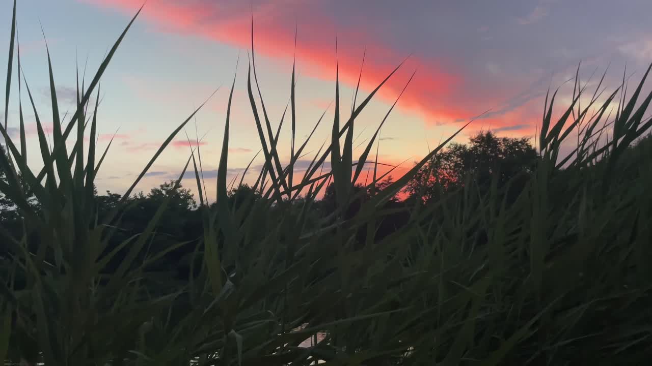 vista de ángulo bajo de una puesta de sol o amanecer a través de cañas de estanque-6