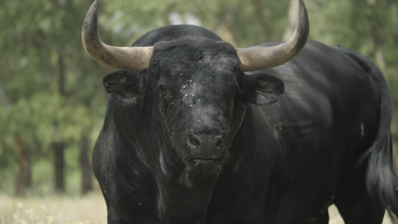 Close shot of an angry bull full of flies