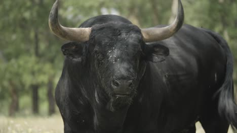 close shot of an angry bull full of flies