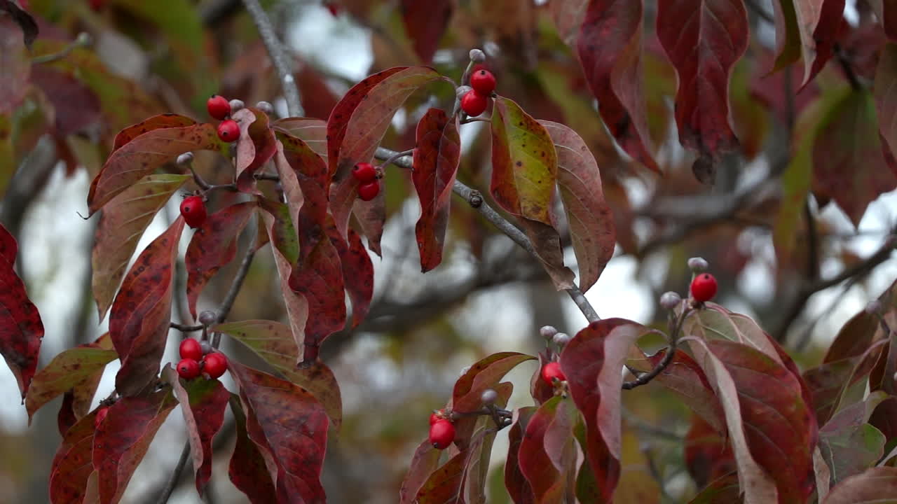 레드우드 나무의 잎과 열매는 가을의 바람에 흔들립니다.