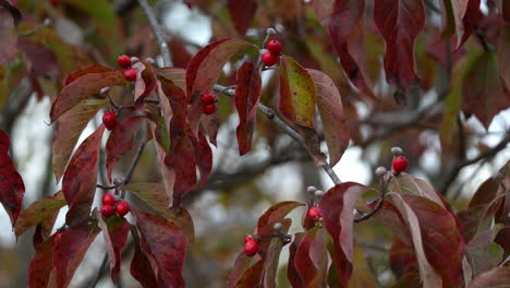 Blätter-Und-Beeren-Des-Roten-Hartriegelbaums-Wiegen-Sich-Im-Herbstwind,-Nahaufnahme-In-Zeitlupe