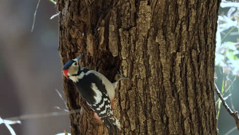 great spotted woodpecker pecking tree trunk close-up