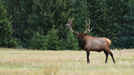 Alces-De-Toro-Con-Cuernos-Gigantes-Parados-Solos-En-El-Campo-De-Hierba,-Pinos-En-El-Fondo