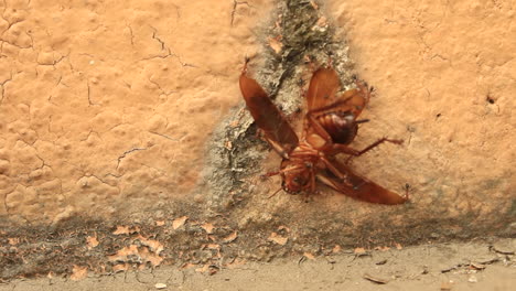 Close-up-of-a-group-of-ants-lifting-a-large-winged-bug-up-the-the-side-of-a-yellow-wall