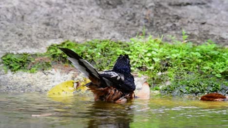 在熱的日子中在森林裡洗澡的白<unk>沙瑪 (copsychus malabaricus),在慢動作中