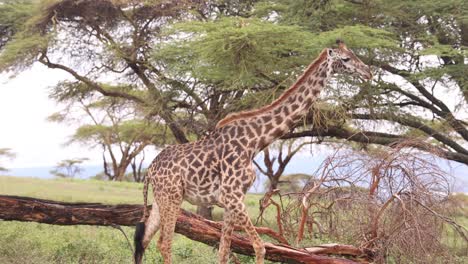 a giraffe stands under acacia trees on crescent island safari in kenya on a peaceful day