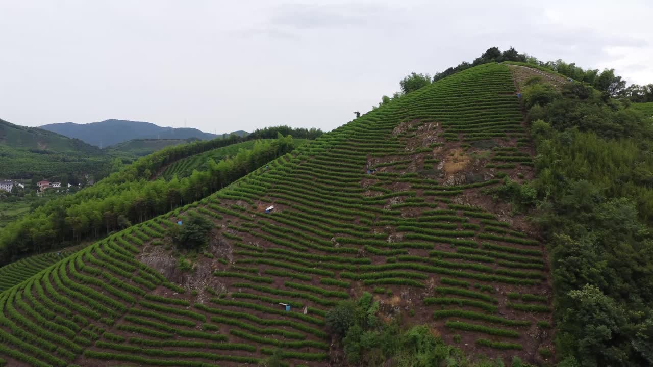 Aerial View of Tea Plantations on Rolling Green Hills in China