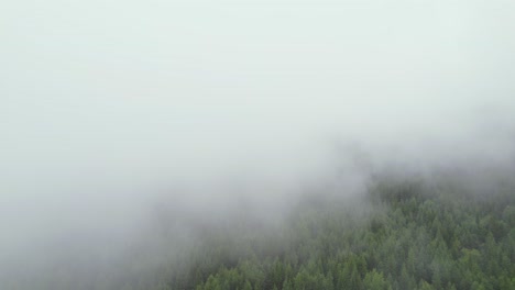 ascending through thick fog revealing dense woodland