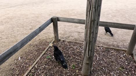 un cuervo explorando un recinto de árboles en parís