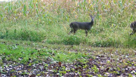 whitetail doe y anualmente caminando por el borde de un campo de maíz en la hierba alta