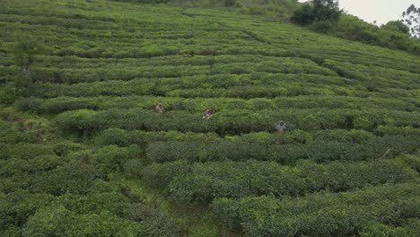 aerial drone shot of tea pickers in sri lanka nuwara eliya