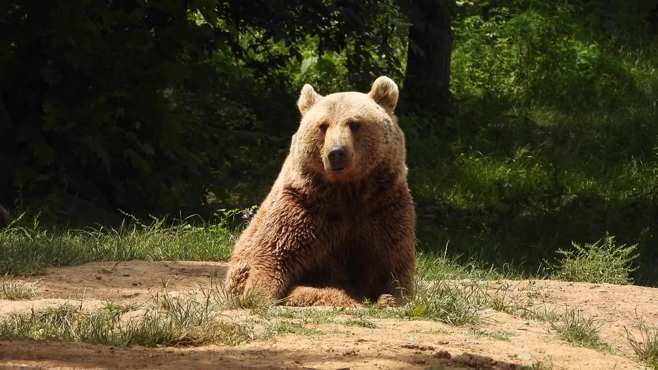 Orso bruno seduto in una radura della foresta