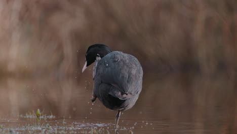 Ein-Wasservogel-Steht-Auf-Einem-Bein-Und-Kratzt-Sich-In-Zeitlupe-Am-Kopf