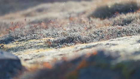 los brillantes cristales de hoarfrost iluminados por el sol de la mañana cubren la hierba, el líquene y el musgo