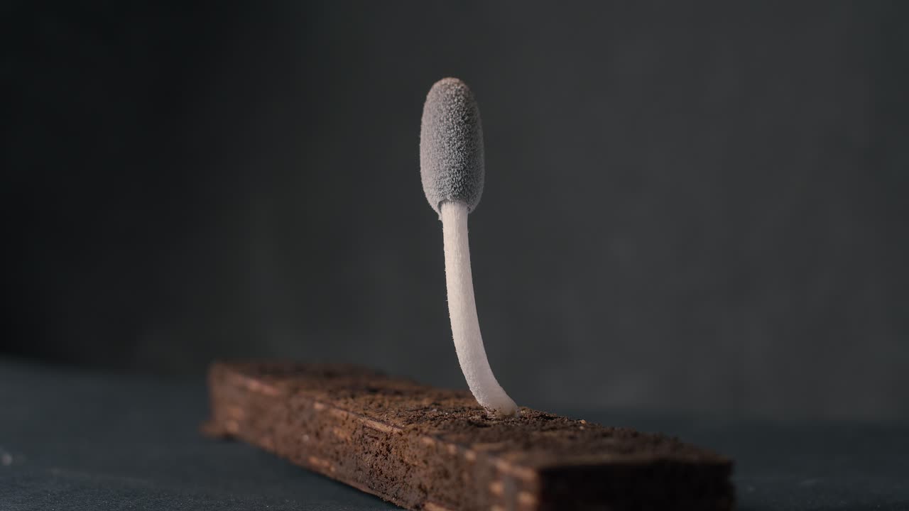 Coprinus comatus shaggy ink cap mushroom growing timelapse in studio lighting
