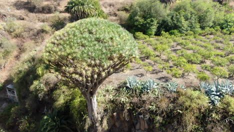 Kanarischer-Drache-Pino-Santo,-Gran-Canaria:-Luftaufnahme-Mit-Bewegung-Im-Orbit-Dieses-Hundertjährigen-Kanarischen-Drachens-An-Einem-Sonnigen-Tag