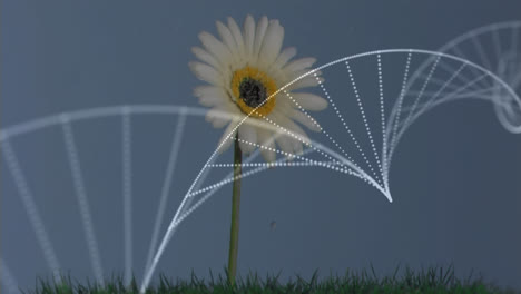 digital composition of dna structure spinning against white flower on grass