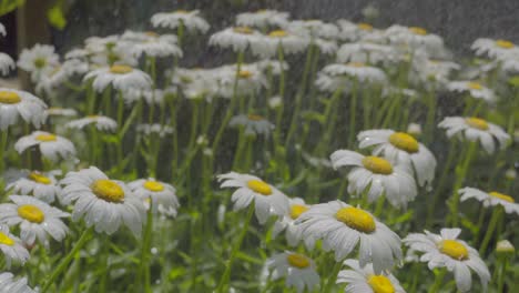 daisies on a sunny day getting sprinkled in the rain