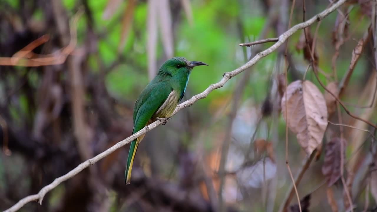푸른수염벌잡이는 태국을 포함한 말레이시아 반도의 특정 산림 개간지에서 발견됩니다.