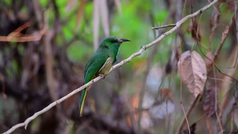 el abejaruco de barba azul se encuentra en la península de malaya, incluida tailandia, en claros de bosques particulares