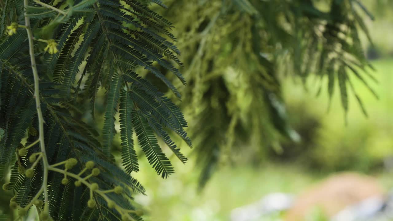 Hanging Green Leaves Of Acacia Tree Gently Swaying In Wind