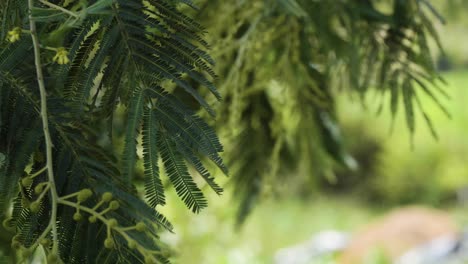 hojas verdes colgantes de acacia que se mecen suavemente en el viento