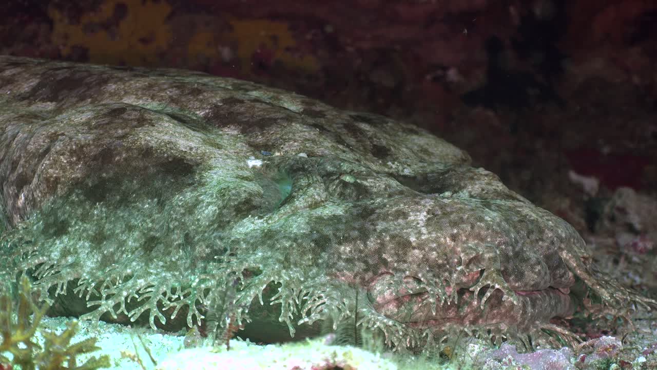 wobbegong 魚 移動它的頭部近距離