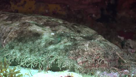 wobbegong shark moving it's head close up